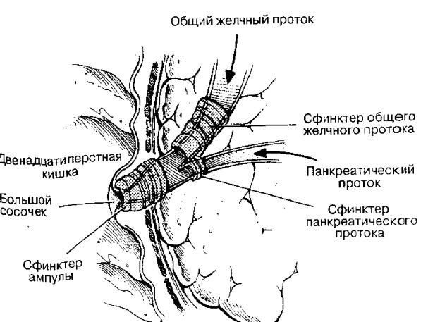 Анатомия поджелудочной железы