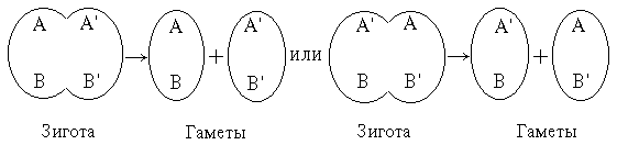 Клетка