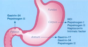 Использование тестовой панели «GastroPanel» при скрининге, диагностике и профилактике ряда заболеваний