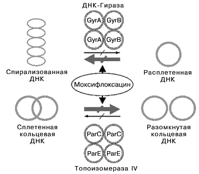 Моксифлоксацин – фторхинолон нового поколения с широким спектром активности