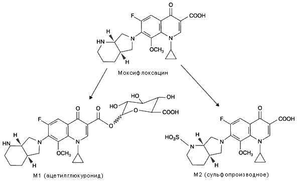 Моксифлоксацин – фторхинолон нового поколения с широким спектром активности