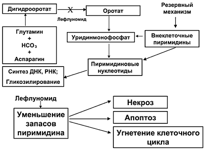 Новый базисный препарат для лечения ревматоидного артрита - Арава (лефлуномид): опыт многомесячного применения