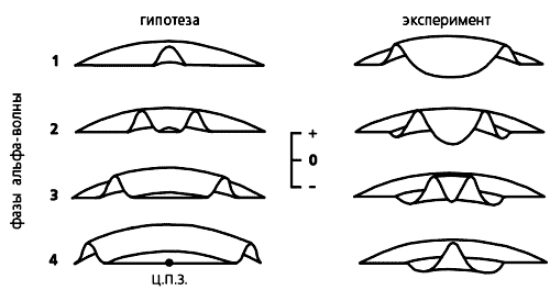 Волновые процессы в зрительной коре мозга