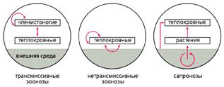 Происхождение возбудителей природноочаговых болезней