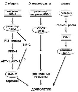 Горячие точки современной геронтологии