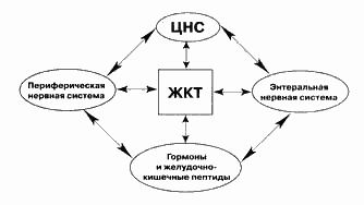 Спазмолитики в гастроэнтерологии: сравнительная характеристика и показания к применению