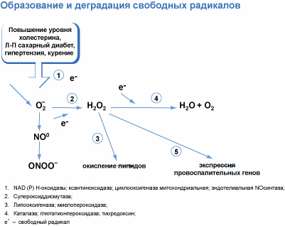 Профилактика сосудистых осложнений сахарного диабета