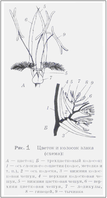 Подпись:  